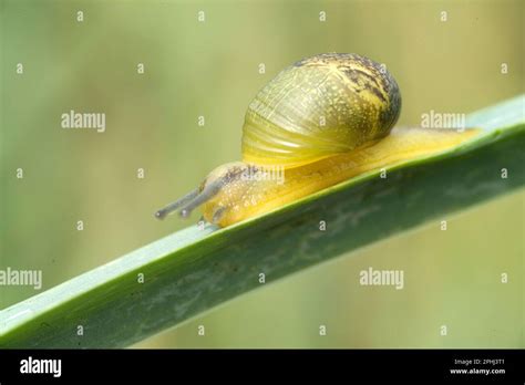 Cantareus apertus (Nyekergő csiga)