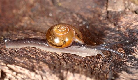Ovachlamys fulgens (Japán ugráló csiga)