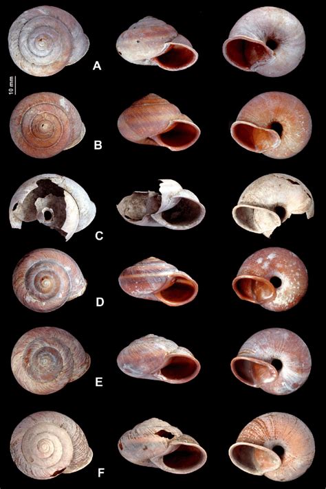 Nesiohelix gainesi védekezés