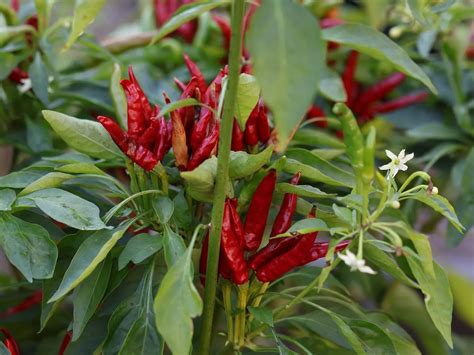 Capsicum annuum paprikafajták