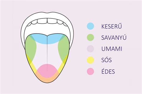 Az emberi ízérzékelés komplexitását bemutató diagram, kiemelve a sós íz kettős jellegét