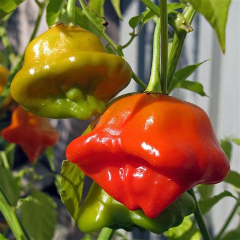 Capsicum baccatum virágai és termései