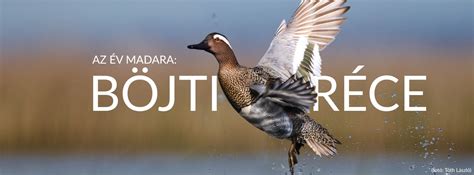 A pózvai tórendszer madárvilága