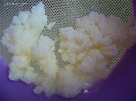 kefir gomba otthoni elkészítése