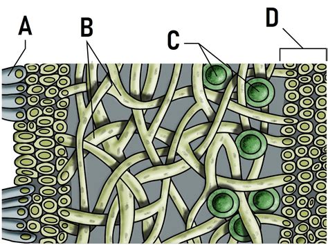 Zöldségverem keresztmetszeti rajza