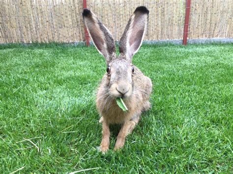 Nyúl eszik szénát