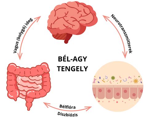 Bél-agy tengely diagramja