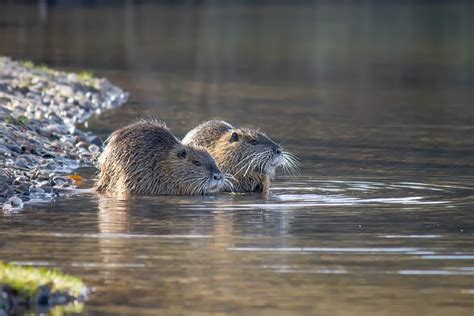 Nutria pusztítása a mocsárban