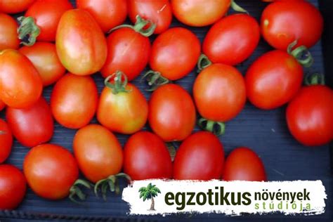 Zöldségek és fűszernövények