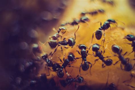 Tápanyagok a Hangyák a rönkön snackben