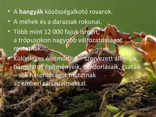 Különleges Hangyák a rönkön variációk