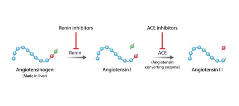 Az alfa-amiláz inhibitor hatásmechanizmusa diagram