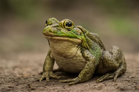 Varangyos béka egy erdős környezetben