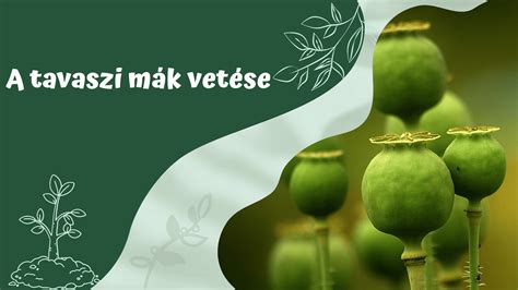 A mák táplálkozási előnyeit bemutató infografika