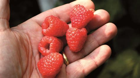 Málna szemek egy tálkában