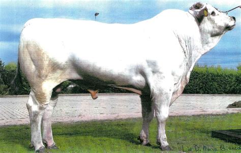 Chianina marha