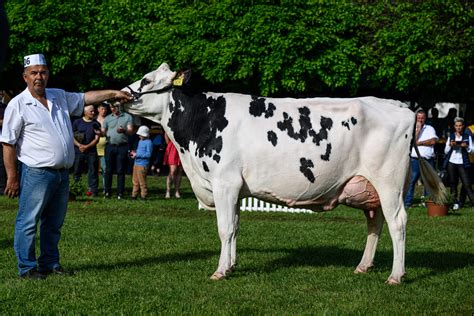 Knickers, a hatalmas Holstein-Fríz bika egy mezőn