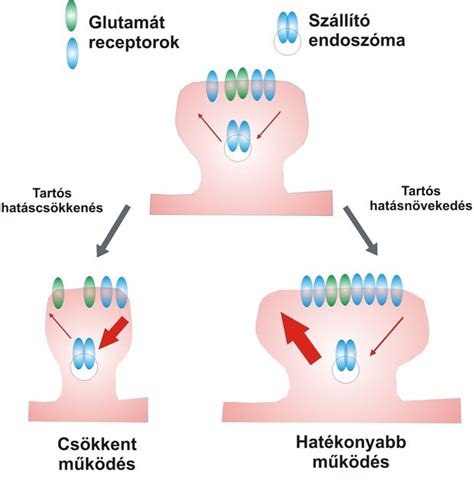 Dendritek és szinaptikus tüskék