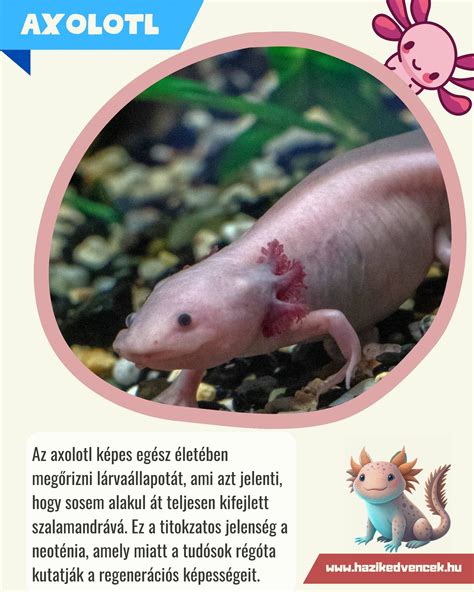 Az axolotl regenerációs képessége
