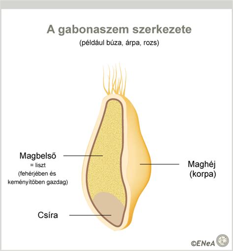 A gabonaszem felépítése és a finomítás hatása