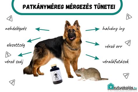 Macska mérgezés tüneteinek ábrázolása