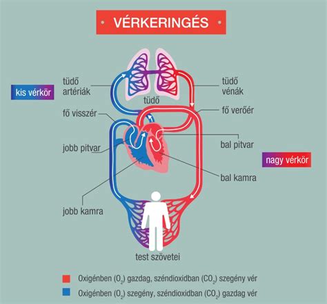 Az emberi szív és keringési rendszer
