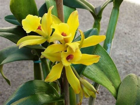 A vanília orchidea Mexikóban