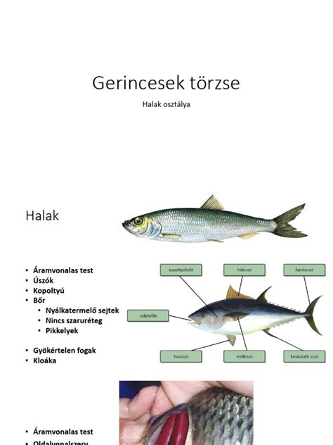 Különböző halak, amelyeket halászléhez használnak
