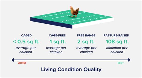 Comparison of industrial and free-range chicken farming conditions