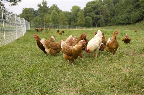Free-range chickens on pasture with trees