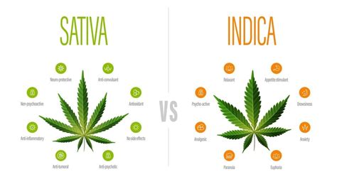 Cannabis indica és Cannabis sativa morfológiai különbségei