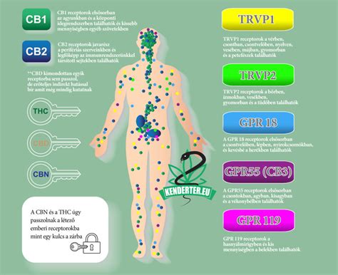A kannabinoid receptorok kölcsönhatásának diagramja (THC vs. szintetikus kannabinoidok)