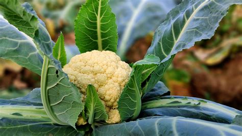 Karfiol szedés a kertben