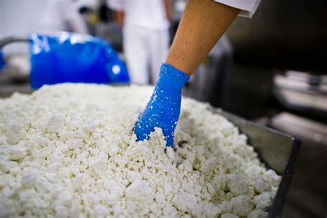 Túró gyártás a Friesland Campina mátészalkai üzemében