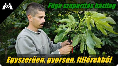 Füge szaporítása dugványozással