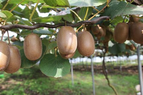 A kiwi gyümölcs termesztésének térképe