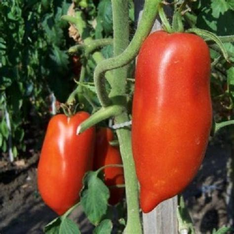 Paradicsom és chili paprika