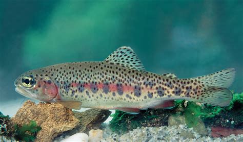 szivárványos pisztráng