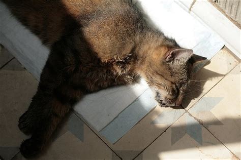 macska, mérgezés tünetei, hányás, hasmenés
