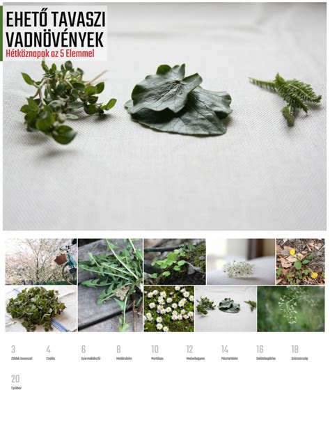 Tavaszi vadnövények gyűjtése kosárban