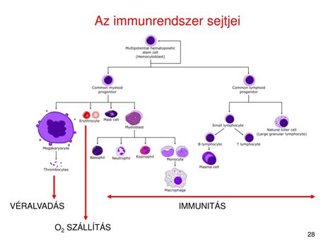 Az immunrendszer sejttípusai