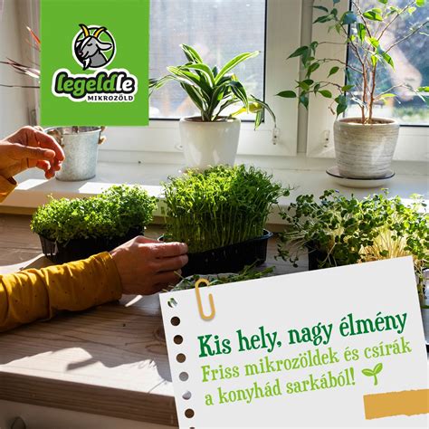 Friss csírák és paradicsom