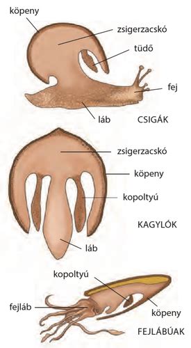 Csigák mozgása