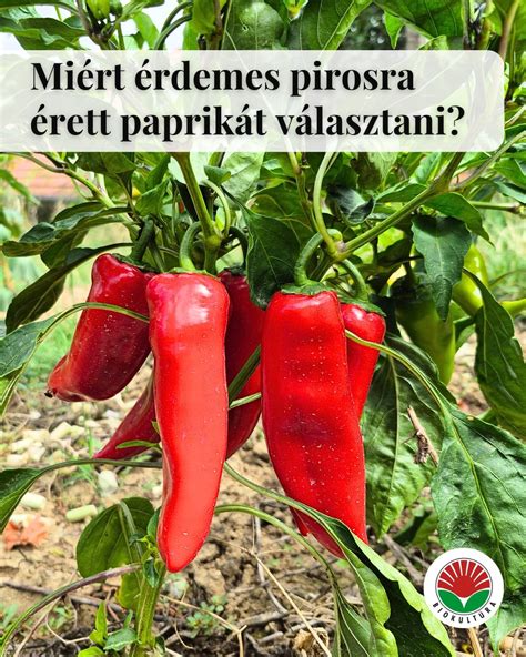 Érett chili paprika leszedése a tőről