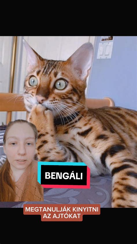 A leggyakoribb dahl fajták bemutatása