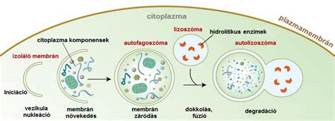 Az autofágia folyamatát illusztráló diagram