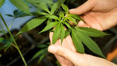 Kannabisz növény termesztése