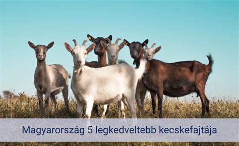 Különböző kecskefajták