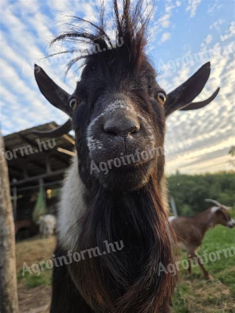 Anyakecske gidákkal