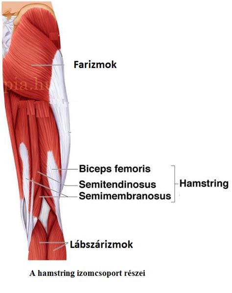 Hamstring izmok anatómiája